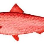 Red herring