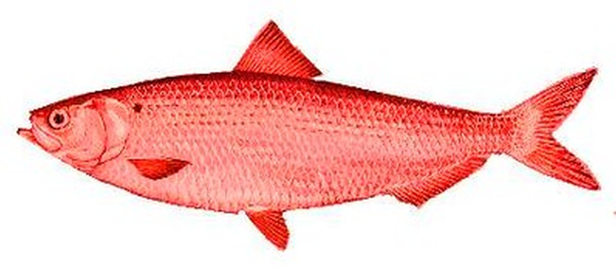 Red herring